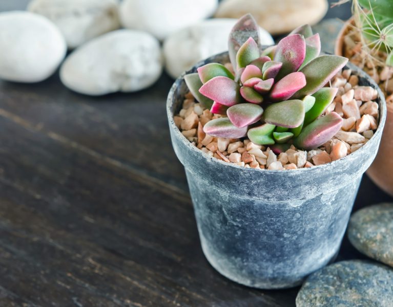 How and Why to Design with Succulents